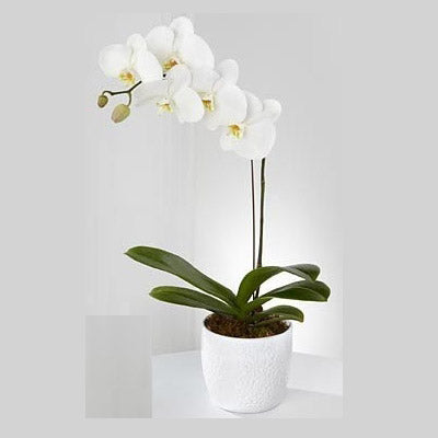 White Phalaenopsis (Single Stem) in a Pot