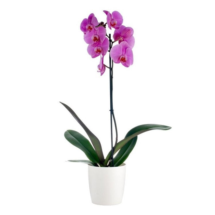 Lavender Phalaenopsis (Single Stem) in a Pot