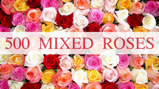 500 Mixed Roses