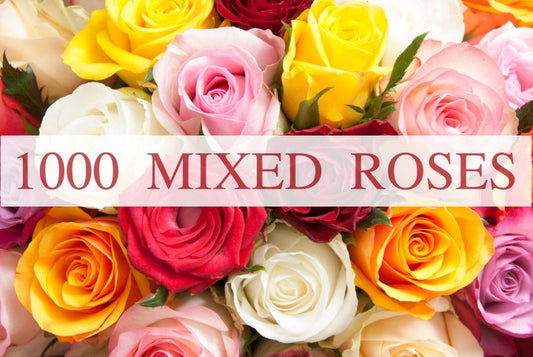 1000 Mixed Roses